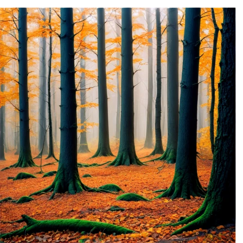 germany forest,autumn forest,beech trees,beech forest,deciduous forest,bavarian forest,forest floor,forest landscape,mixed forest,foggy forest,fairytale forest,fir forest,coniferous forest,autumn background,forest glade,forest background,northern black forest,autumn trees,forest of dreams,forest,Conceptual Art,Daily,Daily 16