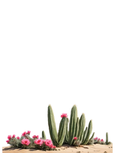 cactus digital background,floral digital background,flower background,cacti,cactus,flowerful desert,desert plants,desert plant,watermelon background,cactus flowers,succulent plant,flower wallpaper,spring background,pastel wallpaper,echinopsis,tropical floral background,pink floral background,flowering succulents,cactus flower,sclerocactus,Art,Classical Oil Painting,Classical Oil Painting 41