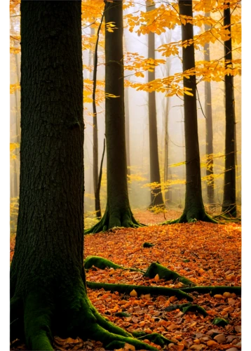 germany forest,beech forest,beech trees,autumn forest,deciduous forest,foggy forest,mixed forest,bavarian forest,wald,forest tree,forestland,autumn background,autumn fog,forest floor,beech leaves,fairytale forest,northern black forest,enchanted forest,black forest,herbst,Conceptual Art,Fantasy,Fantasy 07