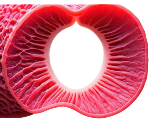 tricuspid,uvula,cardiovascular,splenomegaly,human heart,tavr,aorta,mediastinum,thrombus,pericardial,myocardium,diaphragm,epididymis,papillae,mitral,hypercholesterolemia,myocarditis,human cardiovascular system,jejunum,coronary vascular,Conceptual Art,Daily,Daily 09