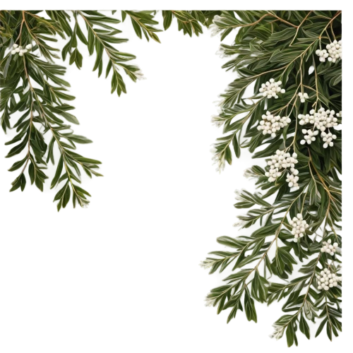 flowers png,spring leaf background,wreath vector,night-blooming jasmine,mistletoe berries,swedish mountain ash,jasminum,jasmine flowers,white jasmine,floral digital background,maidenhair,pine flower,jasmine flower,white blossom,elderflower,flower jasmine,chionanthus,star of bethlehem,leatherleaf,chlorotic,Conceptual Art,Oil color,Oil Color 13