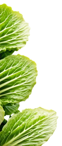 cabbage leaves,fenchel,parsley leaves,nettle leaves,savoy cabbage,escarole,spring leaf background,houseleek,cardoon,petascale,leaf lettuce,callaloo,vine leaves,celery stalk,brassica,defends,romaine,leaf background,asplenium,celery plant,Illustration,Paper based,Paper Based 09