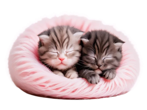 kittens,catnaps,baby cats,warm and cozy,curled up,kittenish,two cats,cute cat,kitties,catnap,sleeping cat,mignons,napping,cat kawaii,cuddled up,kitten asleep in a pot,cute animals,cozier,sleepytime,tabbies,Illustration,Vector,Vector 03