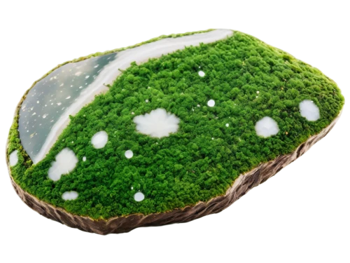 aaaa,aaa,the green coconut,earth fruit,chloropaschia,chloroplasts,palta,xylem,microalgae,biopure,grass golf ball,mushroom landscape,bioenergy,biopolymer,green wallpaper,cercospora,chlorophyta,olivine,phyllosilicate,patrol,Photography,Documentary Photography,Documentary Photography 17