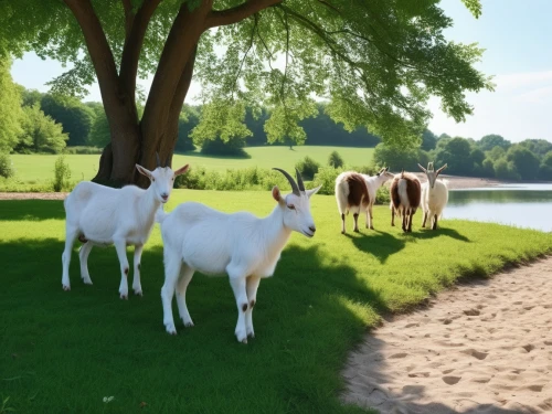 ruminants,addax,brahmans,holstein cattle,domestic goats,holsteiners,herd of goats,bakra,cows on pasture,pastureland,herfkens,bucolic,bovids,bovines,goatflower,milk cows,ruminant,boer goat,charolais,camelid,Photography,General,Realistic