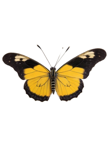 butterfly vector,ornithoptera,butterfly background,butterfly isolated,euphydryas,yellow butterfly,antheraea,butterfly clip art,lepidopteran,butterflyer,dbcomma,isolated butterfly,transparent background,lepidoptera,inotera,papilio,on a transparent background,sphingidae,cotingidae,butterfly moth,Art,Classical Oil Painting,Classical Oil Painting 24