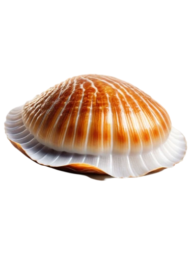 sea shell,shell,clam shell,scallop,spiny sea shell,musselshell,beach shell,bivalve,seashell,pilgrim shell,calliostoma,shelled gastropod,shells,clamshells,limulus,clam,micromollusk,clamshell,mollusk,blue sea shell pattern,Conceptual Art,Daily,Daily 20