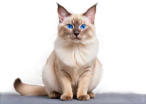 cat with blue eyes,blue eyes cat,siamese cat,cat on a blue background,siamese,british longhair cat,birman,tonkinese,ragdoll,breed cat,himalayan persian,european shorthair,cat vector,colotti,cat image,the blue eye,kosmo,bengal,bluestar,felino,Conceptual Art,Oil color,Oil Color 20
