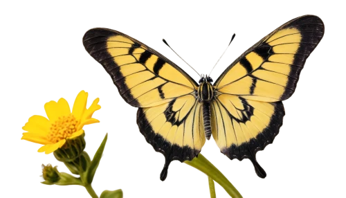 butterfly background,swallowtail butterfly,yellow butterfly,butterfly isolated,papilio machaon,butterfly vector,machaon,swallowtail,butterfly clip art,swallowtails,isolated butterfly,eastern tiger swallowtail,hybrid black swallowtail butterfly,ornithoptera,butterfly,eastern black swallowtail,papilio,scarce swallowtail,french butterfly,hybrid swallowtail on zinnia,Photography,Documentary Photography,Documentary Photography 29