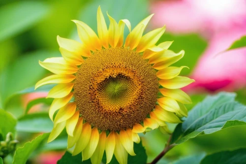 yellow gerbera,sun flower,small sun flower,sunflower,sun flowers,stored sunflower,flowers sunflower,yellow flower,sunflower coloring,sunflower paper,pointed flower,yellow chrysanthemum,helianthus,erdsonne flower,yellow petals,two-tone flower,helianthus occidentalis,sunflower field,sunflowers,gerbera flower,Illustration,Paper based,Paper Based 09