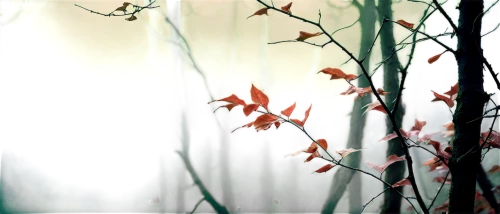 autumn background,autumnalis,autumn forest,leaves frame,beech leaves,spring leaf background,fairy forest,deciduous forest,nature background,butterfly background,fallen leaves,forest background,autumn frame,leafless,tree leaves,autumn leaves,derivable,the leaves,red leaves,dead leaves,Conceptual Art,Sci-Fi,Sci-Fi 19