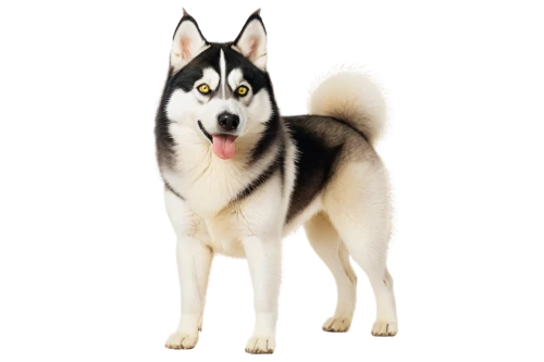 siberian husky,huskic,malamute,huskey,huskie,husky,malamutes,aleu,husker,husked,atka,huskies,inu,kishu,balto,elkhound,samoyedic,wolstein,wellard,inuzuka,Photography,Artistic Photography,Artistic Photography 02