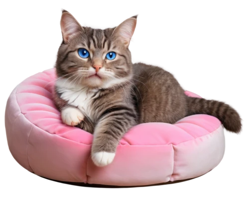 cat on a blue background,pink cat,cat in bed,toxoplasmosis,european shorthair,cat image,cute cat,pink chair,blue eyes cat,toxoplasma,kittenish,beanbag,tabby cat,cat with blue eyes,seat cushion,the pink panter,breed cat,maru,cat vector,blue pillow,Illustration,Japanese style,Japanese Style 12