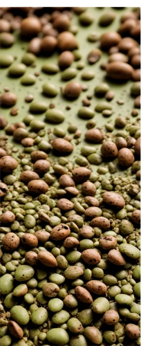 duckweed,coffee seeds,green soybeans,oilseed,soybeans,chlorella,mung beans,coffee beans,rice seeds,azolla,lentils,oilseeds,microalgae,puccinia,wheat grass,coffee background,robusta,arabica,stomata,pistachio nuts,Conceptual Art,Oil color,Oil Color 15