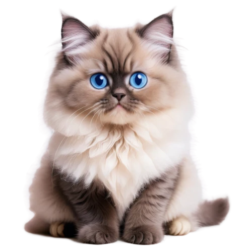 birman,blue eyes cat,cat with blue eyes,himalayan persian,ragdoll,siamese cat,cartoon cat,siberian cat,british longhair cat,krita,siamese,cat on a blue background,cat vector,snowbell,blue eyes,cute cat,digital painting,cat portrait,korin,breed cat,Photography,Documentary Photography,Documentary Photography 24