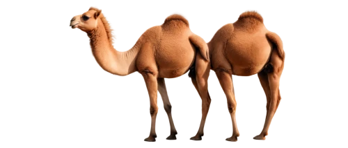 male camel,two-humped camel,przewalski's horse,dromedaries,camels,arabian horses,caballos,sinosauropteryx,camelopardalis,camel,equines,shadow camel,hindquarters,arabian horse,quadrupeds,arabians,hindlegs,horses,equine,quarterhorses,Illustration,Vector,Vector 08