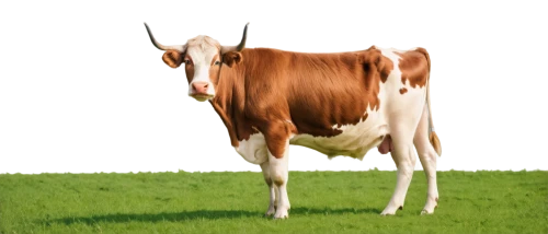 zebu,cow,holstein cow,gau,vache,moo,cow icon,dairy cow,holstein cattle,bevo,ox,cowpland,holstein,bakra,brahmans,bakri,mooreland,brahman,mother cow,moodna,Conceptual Art,Fantasy,Fantasy 15