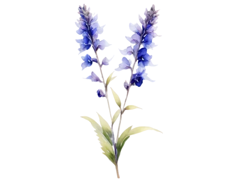 muscari,camassia,muscari armeniacum,milkwort,flowers png,lavandula,lavender flower,grape hyacinth,the lavender flower,echium,blue grape hyacinth,bluebonnet,white grape hyacinths,elven flower,vervain,grape hyacinths,delphinium,stylidium,asphodel,delphiniums,Art,Classical Oil Painting,Classical Oil Painting 38