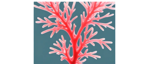 soft coral,paphlagonian,bubblegum coral,gorgonian,flowers png,deep coral,nerine,coral,lycoris,coral bush,feather coral,tuberose,coral fungus,epilobium,stylidium,sea anemone,coral fingers,sea carnations,corail,soft corals,Art,Artistic Painting,Artistic Painting 38