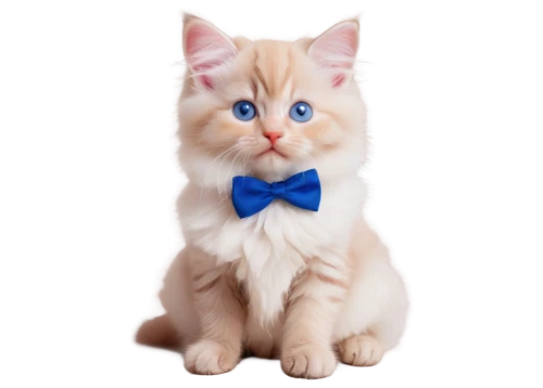 cat on a blue background,bow tie,bowtie,blue eyes cat,cute cat,cat with blue eyes,cute tie,doll cat,bowties,british longhair cat,kittenish,white cat,white bow,cartoon cat,vintage cat,cat look,cat image,necktie,cat kawaii,kittu,Photography,Black and white photography,Black and White Photography 02