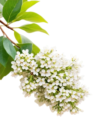 fragrant snowball,white flower cherry,white blossom,white jasmine,elderflower,white lilac,white flowers,gypsophila,jasmine flowers,delicate white flower,flower jasmine,white petals,white bush,jasmine flower,spirea,star jasmine,white flower,spiraea,bag of gypsophila,flowers png,Art,Classical Oil Painting,Classical Oil Painting 29