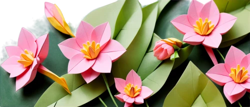 tulip background,pink tulips,tulipa,tulip flowers,pink tulip,tulip branches,flower background,flowers png,tulipe,tulips,pink flowers,wild tulips,spring background,liliaceae,pink hyacinth,spring flowers,colchicum,strelitzia orchids,tulipan,flower wallpaper,Unique,Paper Cuts,Paper Cuts 02