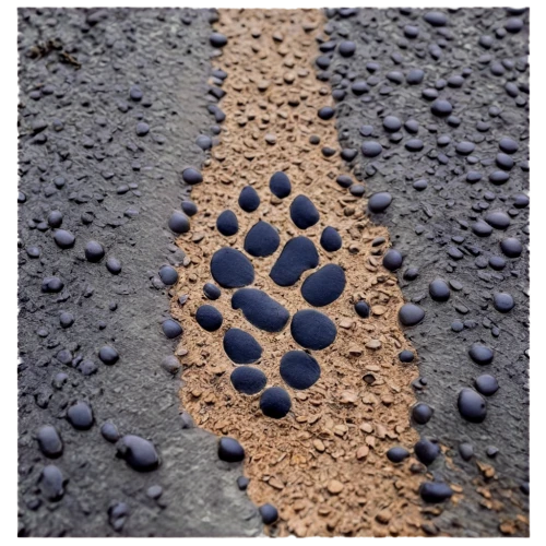 paw print,pawprint,paw prints,bear footprint,footprints,footprint,pawprints,footstep,animal tracks,foot print,footsteps,foot prints,hare trail,baby footprint,hoofprints,road surface,footway,footpaths,tire track,dog paw,Photography,Fashion Photography,Fashion Photography 07