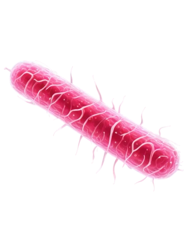 flagella,mitochondrion,red sausage,merguez,microtubules,supercilia,twizzlers,tamponnaise,kirlian,mitochondria,pink vector,pylori,mitochondrial,wormlike,microtubule,microvascular,kielbasa,clostridium,tubules,escherichia coli,Illustration,Paper based,Paper Based 07