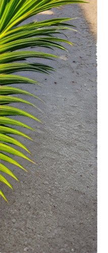 palm fronds,beach grass,coconut palm tree,palm leaves,palm pasture,coconut palm infrutescence,coconut palm,wine palm,washingtonia,palm leaf,cuba background,coconut palms,tropical floral background,fan palm,cycad,fishtail palm,cycas,palm squirrel,palm tree,paspalum,Conceptual Art,Graffiti Art,Graffiti Art 11