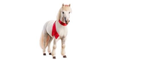 albino horse,lipizzan,a white horse,arabian horse,lipizzaners,lipizzaner,lusitanos,lusitano,painted horse,equus,a horse,horse,equine,equidae,white horse,caballus,quarterhorse,cavalry,lighthorse,caballos,Conceptual Art,Graffiti Art,Graffiti Art 01