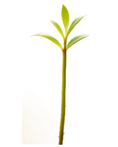 resprout,phototropism,growth icon,sporophyte,huana,hostplant,seedling,flourishing tree,palm tree vector,gymnosperm,petiole,clusiaceae,palm lily,palmtree,tenuifolia,small tree,asparagaceae,citronella,fern plant,brachypodium,Unique,3D,Toy