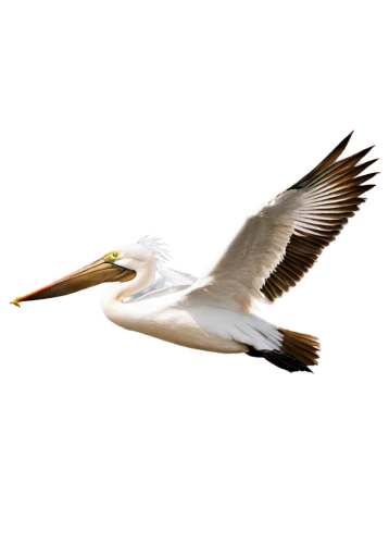 seagull in flight,fairy tern,white eagle,dove of peace,bird in flight,crested terns,white dove,aztec gull,bird flying,flying tern,silver seagull,white bird,cygnes,seagull flying,royal tern,tern flying,egret,white egret,kelp gull in flight,tropicbird,Illustration,Black and White,Black and White 02