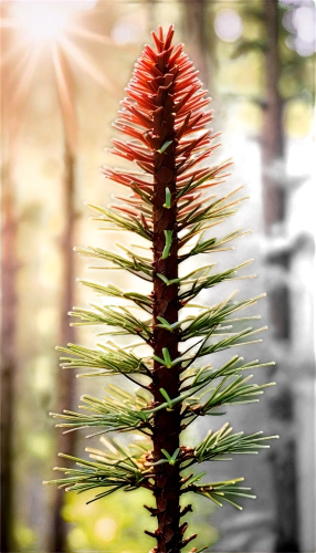 spruce needles,spruce needle,fir needles,pine flower,lycopodium,fir tree silhouette,conifer cone,picea,blue spruce,araucaria,spruce tree,gymnosperm,larch tree,spruce cones,larches,fir tree,conifer,pine cancer flower,horsetail,norfolk island pine,Unique,3D,Garage Kits