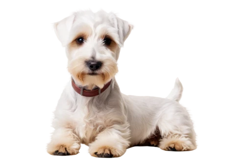 schnauzer,yorkshire terrier,biewer yorkshire terrier,schnaufer,jack russell terrier,jack russel terrier,terrier,huichon,schnauzers,schnauss,yorky,westie,wirehaired,white dog,yorkie,jack russell,havanese,scottie dog,dog pure-breed,dogana,Conceptual Art,Fantasy,Fantasy 04