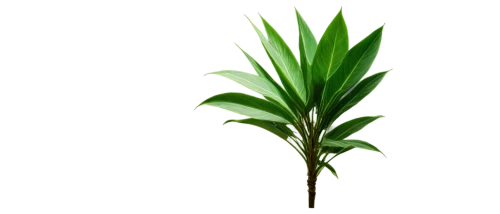 palm leaf,tropical leaf,green plant,green leaf,green wallpaper,spring leaf background,green background,coconut leaf,palm leaves,green leaves,leaf background,dracena,alpinia,leaf green,palm fronds,cyperus,dracaena,palm tree vector,palm lily,jungle leaf,Illustration,Black and White,Black and White 06