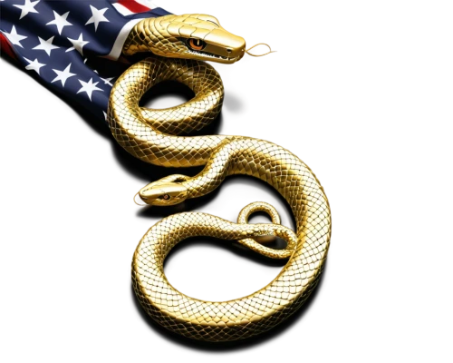 gold ribbon,st george ribbon,letter chain,serpent,united states navy,gold medal,golden medals,rod of asclepius,serpents,servicemember,corpsman,nautical banner,whitesnake,hognose,usmc,emperor snake,sankofa,corporal,honorably,paisley digital background,Photography,Fashion Photography,Fashion Photography 04