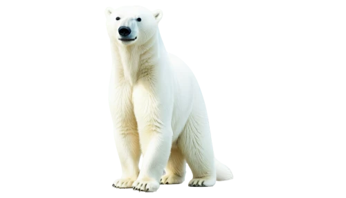 whitebear,polar bear,polar,polar aurora,white bear,icebear,ice bear,nordic bear,aurora polar,polar lights,white dog,atka,polar bears,knut,mawson,young polar bear,bearlike,ermine,arctica,bear,Illustration,Realistic Fantasy,Realistic Fantasy 26