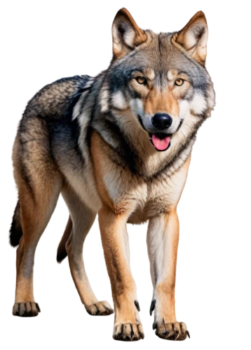 atunyote,pyote,inu,wolffian,ein,huskic,canid,wolfed,yukai,wolstein,malamute,shiba,aleu,dogana,european wolf,wolfgramm,schindewolf,shibergan,wolfsangel,wofl,Photography,Fashion Photography,Fashion Photography 24