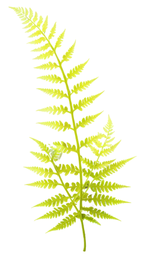 fern plant,polypodium,fern leaf,leaf fern,lycopodium,myriophyllum,ferns,pteridium,pteris,wakefern,citronella,fern fronds,palm tree vector,spring leaf background,asparagaceae,huana,flowers png,solidago,asplenium,frond,Illustration,Paper based,Paper Based 11