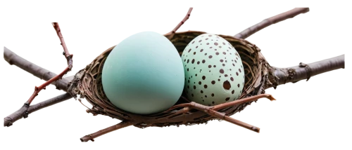 egg,eggs,brown egg,bird's egg,zoeggler,egg shell,brown eggs,oviposit,bird eggs,spheeris,heteroptera,easter nest,nest,nest building,broken eggs,blue eggs,egg basket,large egg,edged hunting spider,bisected egg,Illustration,Realistic Fantasy,Realistic Fantasy 24