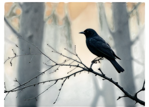 crow in silhouette,corvidae,amsel,american crow,nocturnal bird,black bird,currawongs,cowbird,jackdaw,black crow,bird on tree,bird on branch,blackbird,corvid,currawong,bird on the tree,carrion crow,night bird,songcatcher,passerines,Photography,Documentary Photography,Documentary Photography 08