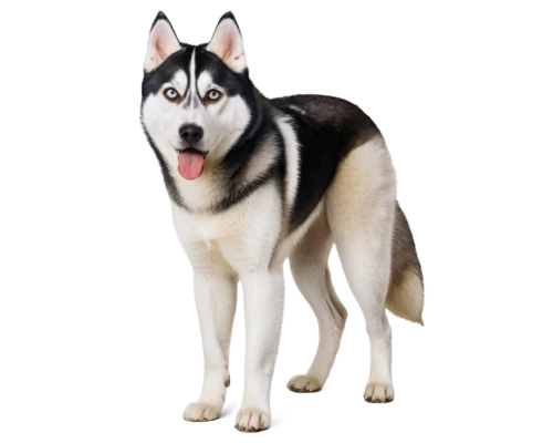 siberian husky,malamute,huskic,malamutes,husky,husker,huskie,huskey,huskies,husked,alaskan malamute,dog breed,elkhound,aleu,dog pure-breed,atka,inu,kishu,balto,wolfdog,Photography,Artistic Photography,Artistic Photography 06