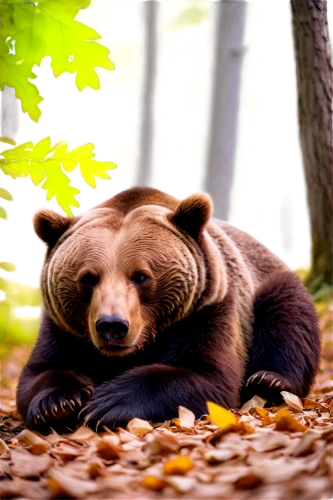 cuddling bear,european brown bear,brown bear,sleeping bear,cute bear,brown bears,nordic bear,bear,disneynature,great bear,bearlike,bearhug,scandia bear,orso,ursine,slothbear,bear teddy,bearishness,bearse,fall animals,Conceptual Art,Daily,Daily 32