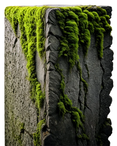 moss landscape,tree moss,block of grass,forest moss,moss,mossy,bryophyte,xylem,foliation,brick grass,greenschist,sporophyte,wall texture,spleenwort,bryophytes,moss saxifrage,mosses,sporophytes,grono,soil erosion,Illustration,Black and White,Black and White 13