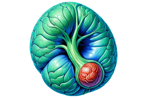 medical illustration,glomerulosclerosis,glomerulus,periventricular,nephropathy,kidney,vegetable bile,ercp,glomerular,glomeruli,splenic,pancreas,ileum,renal,embryogenesis,vegetative,diverticula,brain icon,sugar apple,fig leaf,Illustration,Realistic Fantasy,Realistic Fantasy 39