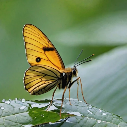 yellow butterfly,euphydryas,glass wing butterfly,isolated butterfly,tropical butterfly,golden passion flower butterfly,butterfly isolated,french butterfly,dbcomma,orange butterfly,passion butterfly,silver-washed fritillary,malaysia,dryas julia,tritoniidae,papilionidae,brown sail butterfly,heliconius hecale,dryas iulia,upperside,Photography,General,Realistic