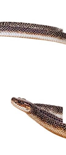 elegans,wakizashi,copperweld,lcopelin,gar,alligator clip,diadegma,ophicleide,vipera,nanotube,nanopores,micropholis,microlepis,flagellar,nanotubes,fibrils,wurm,microhylid,platyhelminthes,bittern,Illustration,Black and White,Black and White 06