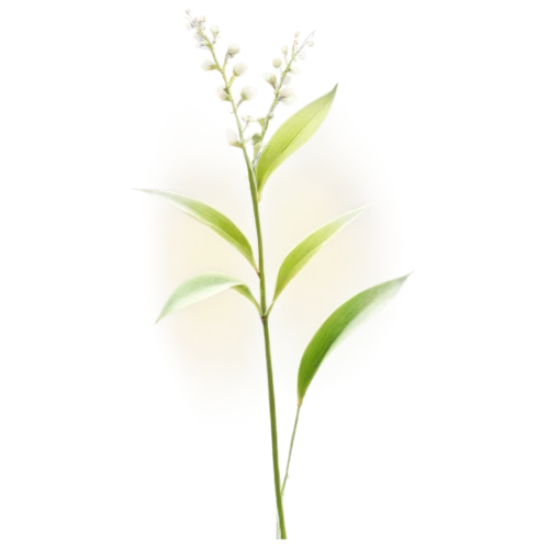 lily of the valley,lily of the field,flowers png,lily of the desert,muguet,tuberose,lilly of the valley,doves lily of the valley,lilies of the valley,grape-grass lily,platanthera,grass lily,spring leaf background,flower background,gaura,garden star of bethlehem,white lily,piperia,grass blossom,madonna lily,Photography,Black and white photography,Black and White Photography 03