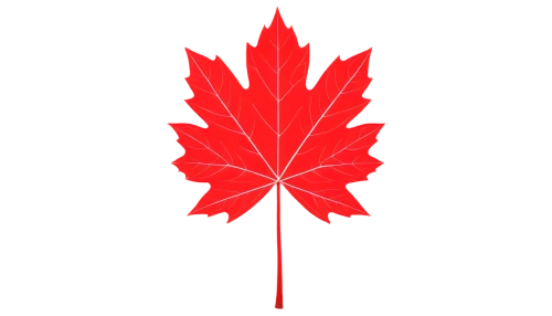 maple leaf red,red maple leaf,leaf background,red leaf,maple leave,yellow maple leaf,maple foliage,maple leaves,maple bush,maple shadow,leaf maple,thunberg's fan maple,maple branch,maple,pointed-leaved maple,maple tree,canadiense,spring leaf background,leafed,cdn,Illustration,Black and White,Black and White 01