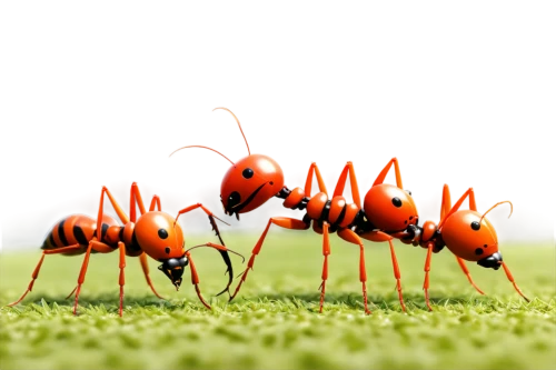 ants,red ant,fire ants,ant,ladybugs,insects,defence,ladybirds,nanobots,myrmica,microstock,ant hill,bugs,micropterix,antz,wasps,flies,antlions,insect ball,defense,Art,Classical Oil Painting,Classical Oil Painting 22